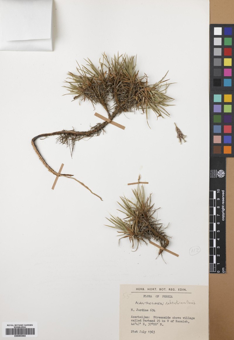 Acantholimon sahendicum photo 2
