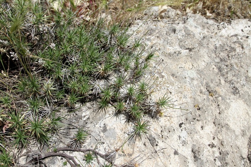 Acantholimon saravschanicum