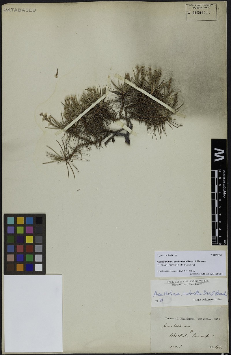 Acantholimon scabrellum