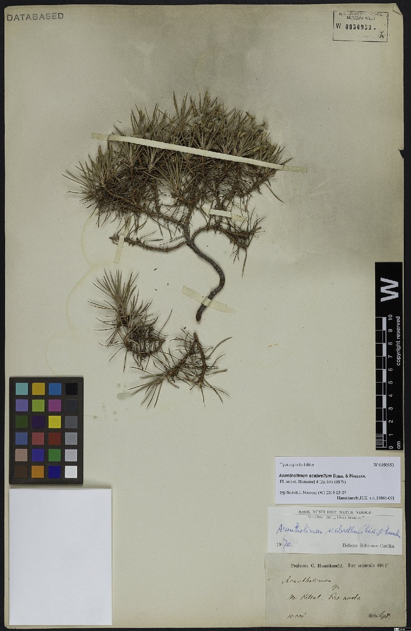 Acantholimon scabrellum photo 2