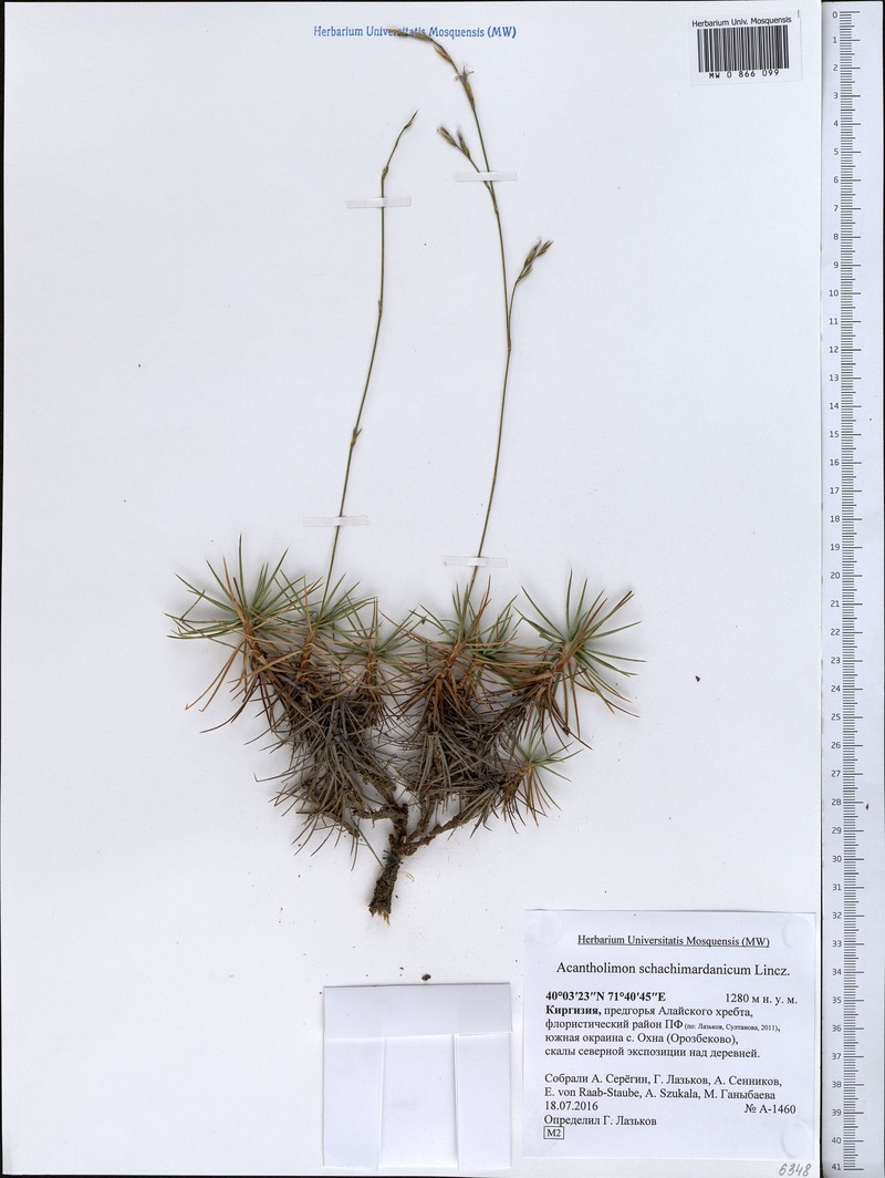 Acantholimon schachimardanicum