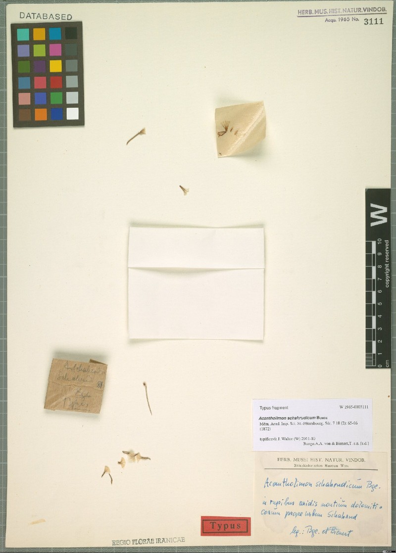 Acantholimon schahrudicum