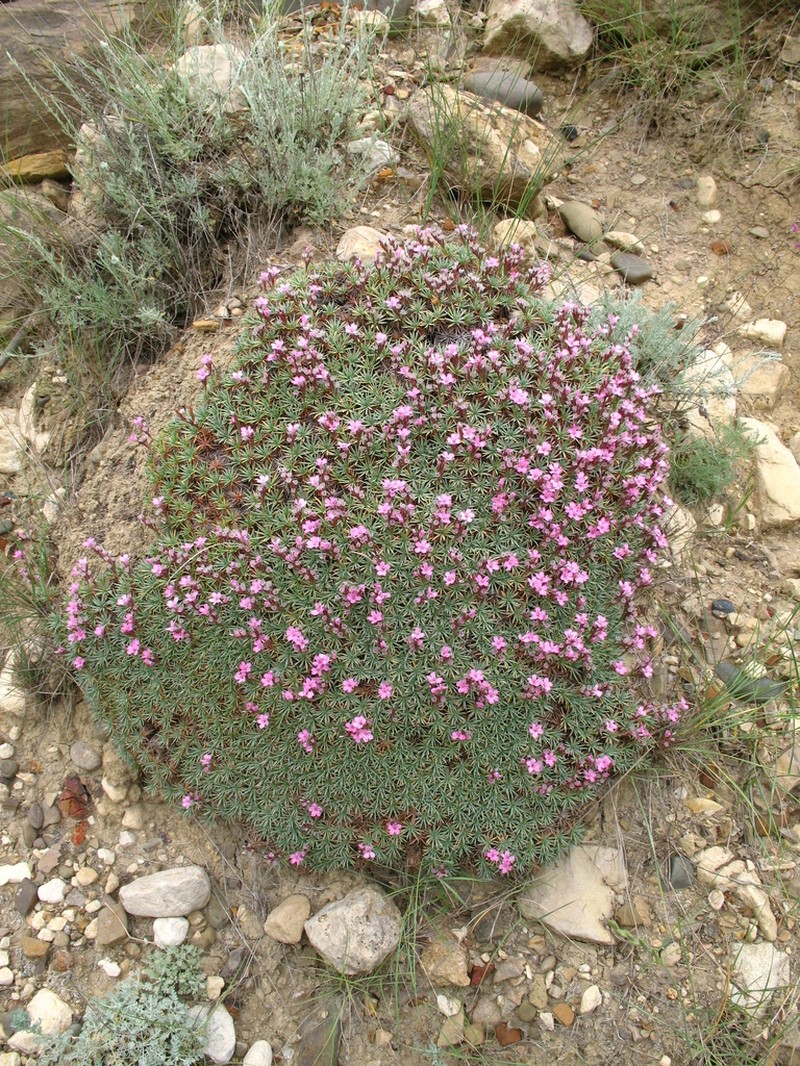 Acantholimon schemachense photo 2