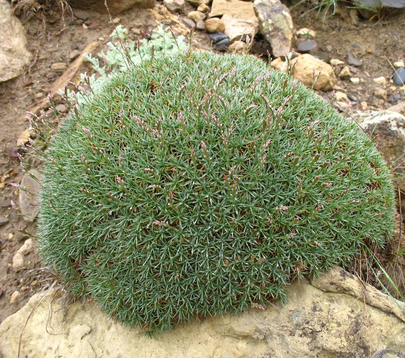Acantholimon schemachense photo 5