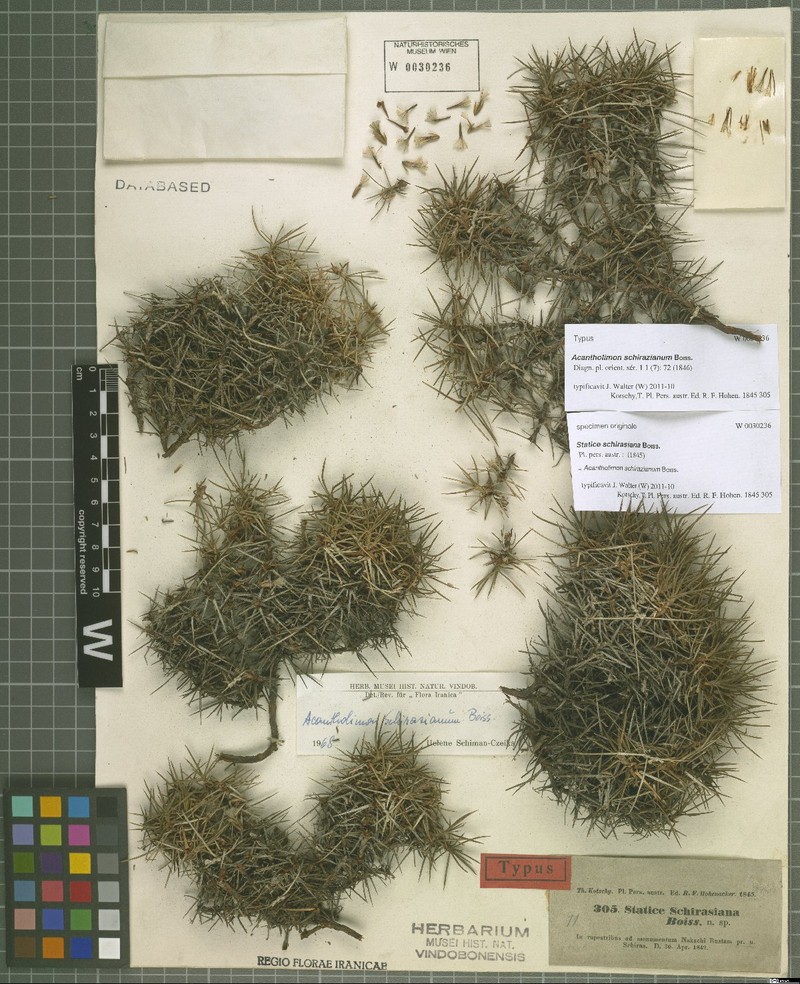 Acantholimon schirazianum