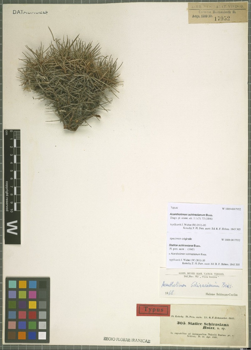 Acantholimon schirazianum photo 2