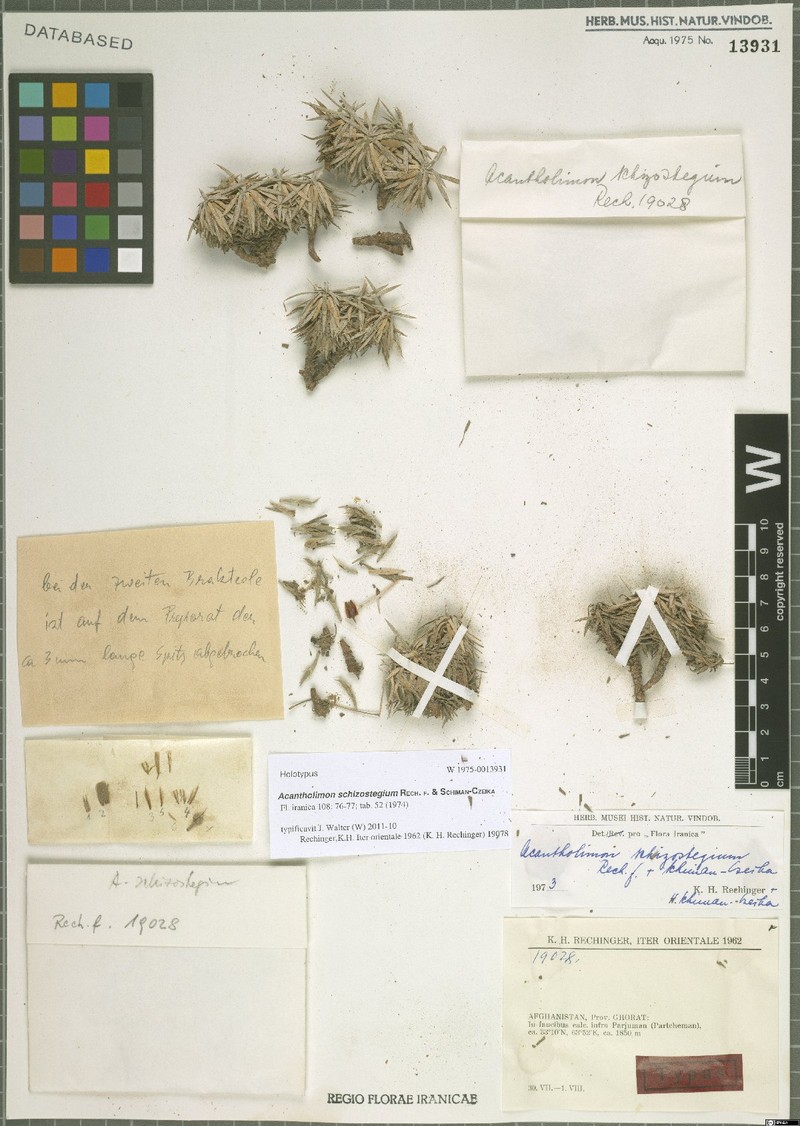 Acantholimon schizostegium
