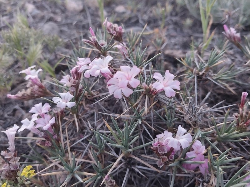 Acantholimon scorpius