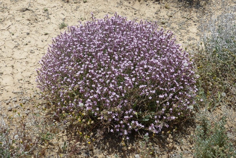 Acantholimon scorpius photo 2