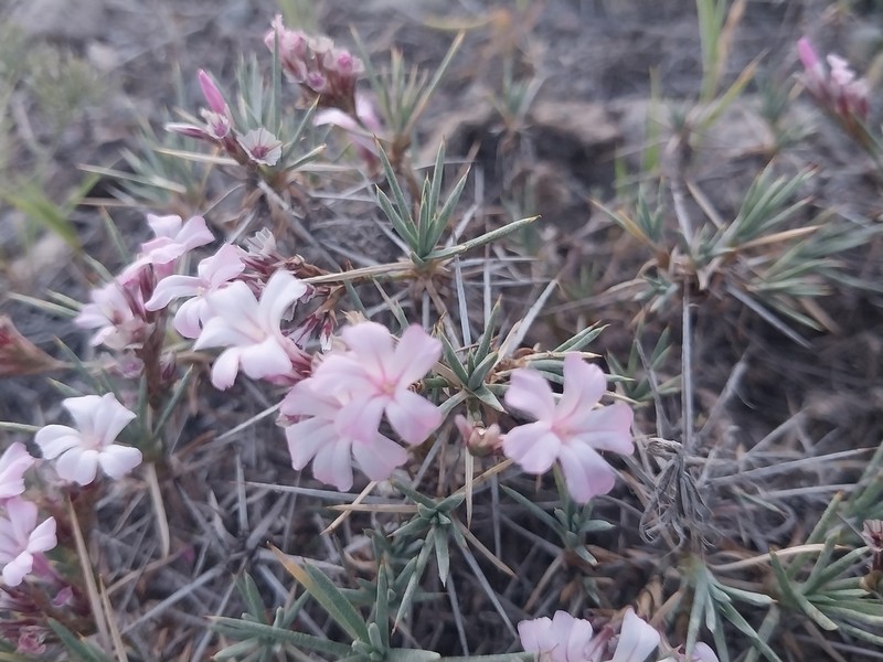 Acantholimon scorpius photo 3