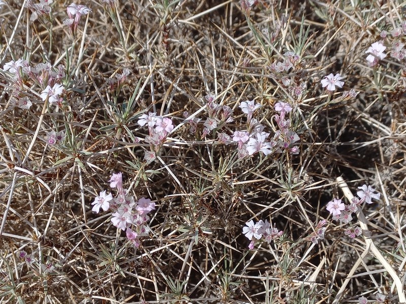 Acantholimon scorpius photo 4
