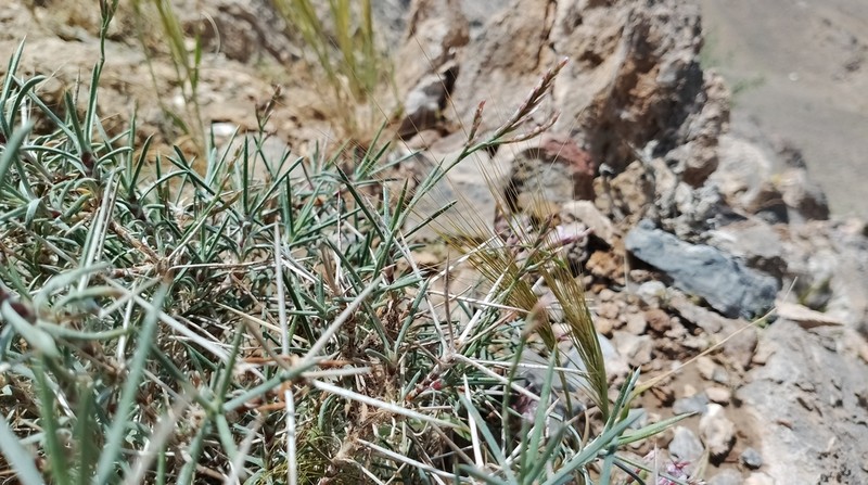 Acantholimon scorpius photo 5
