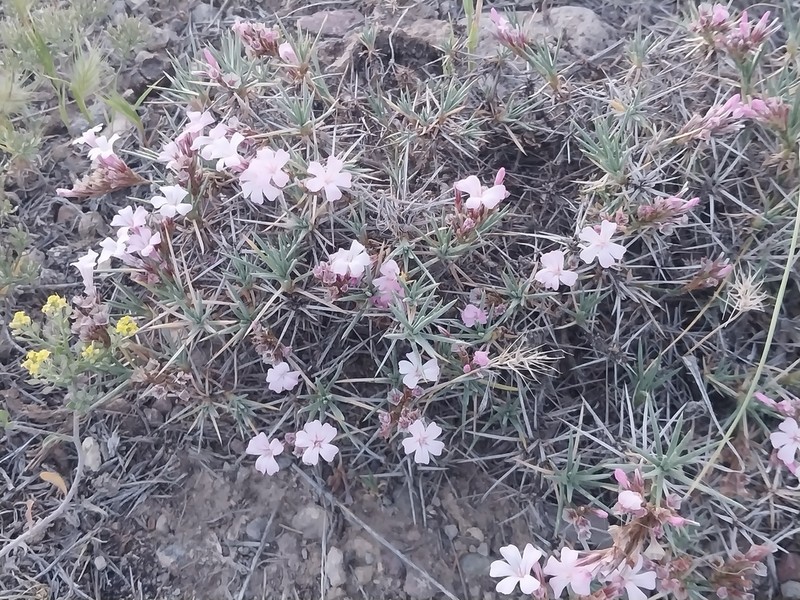 Acantholimon scorpius photo 7