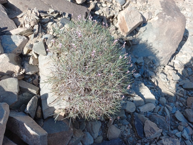Acantholimon scorpius photo 8