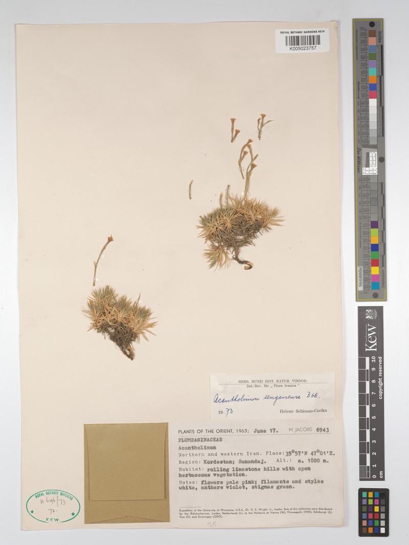 Acantholimon senganense
