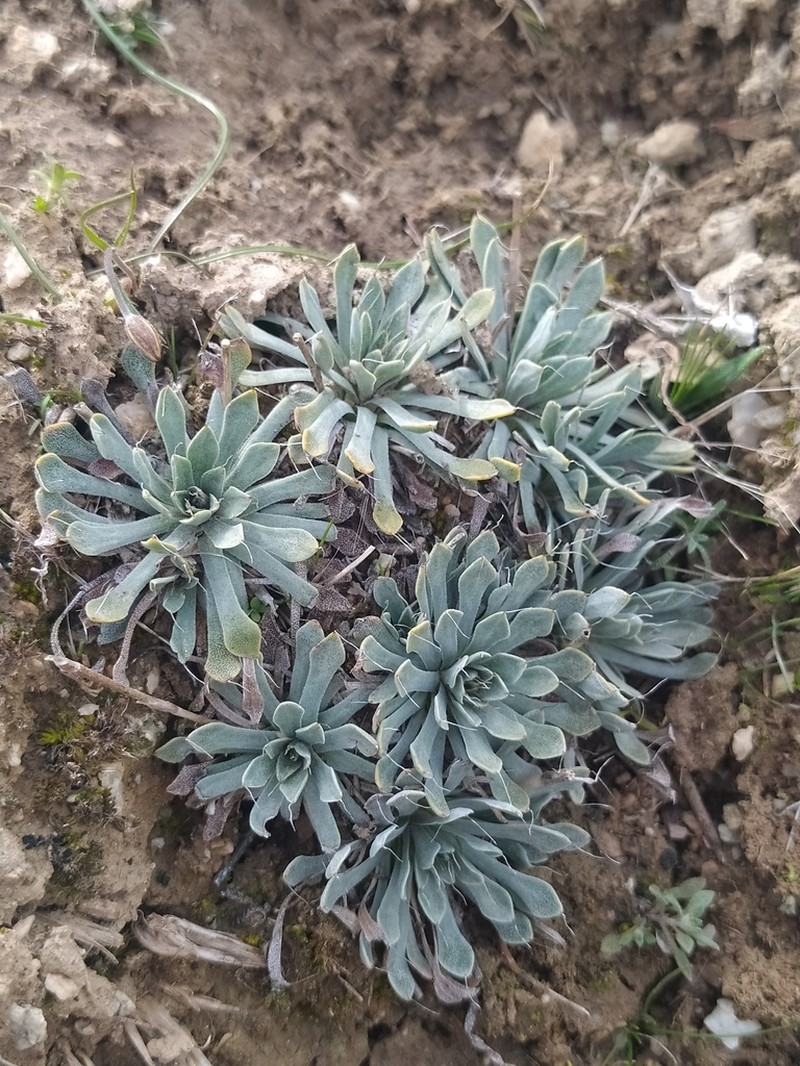Acantholimon setiferum