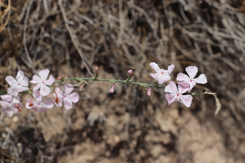Acantholimon setiferum photo 2
