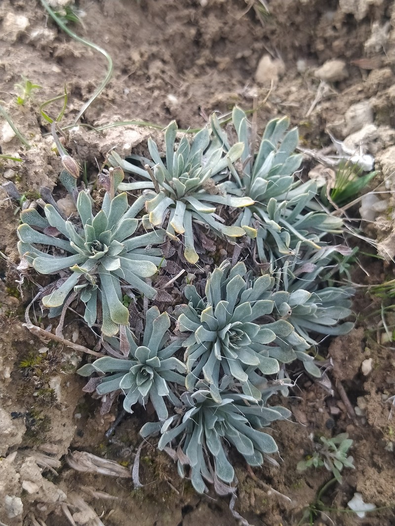 Acantholimon setiferum photo 3