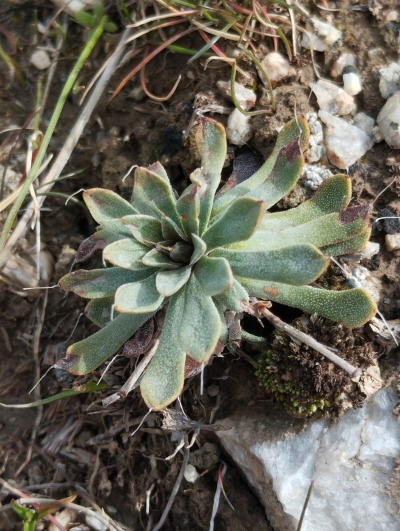 Acantholimon setiferum photo 4