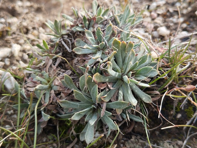 Acantholimon setiferum photo 5