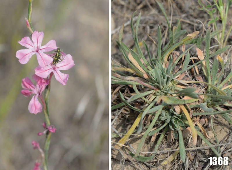 Acantholimon sogdianum