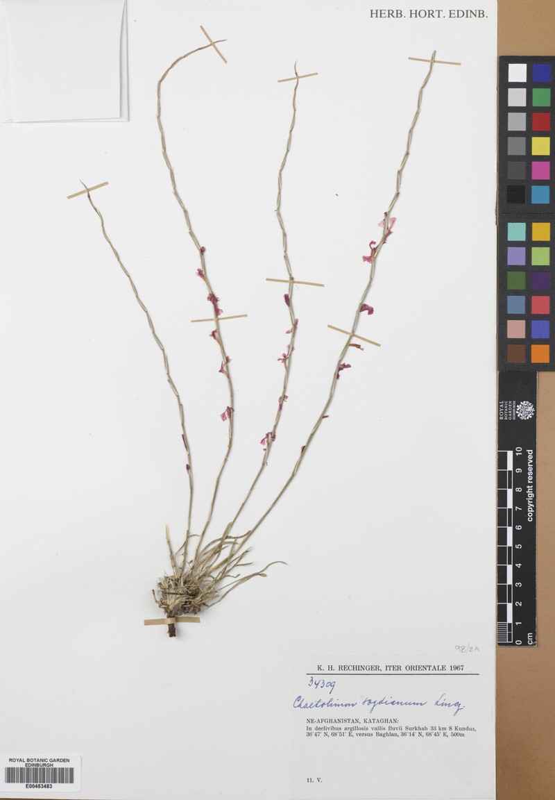 Acantholimon sogdianum