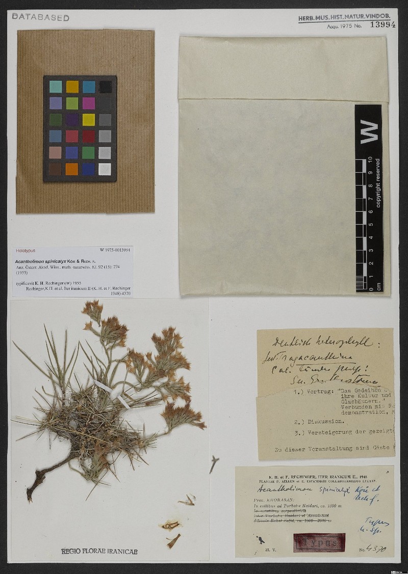 Acantholimon spinicalyx photo 2