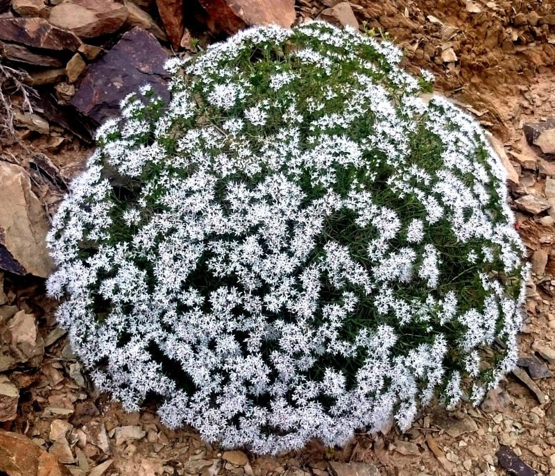 Acantholimon squarrosum