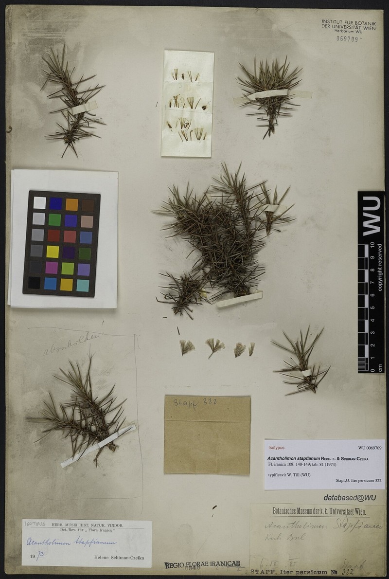 Acantholimon stapfianum photo 2