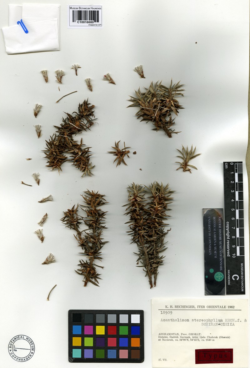 Acantholimon stereophyllum