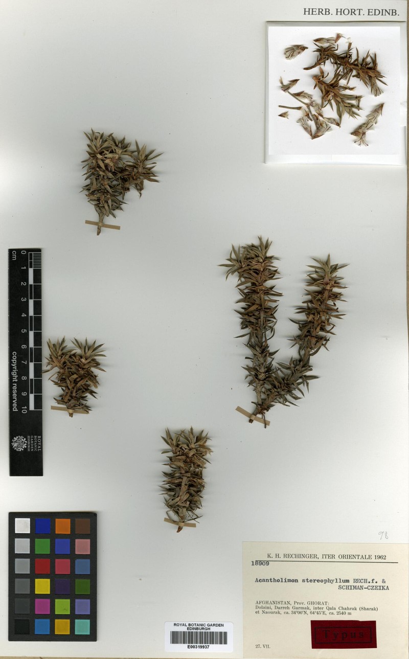 Acantholimon stereophyllum photo 2
