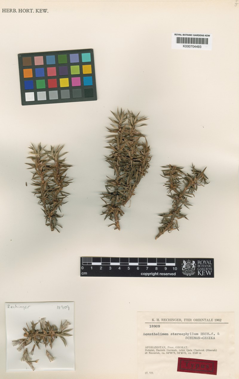 Acantholimon stereophyllum photo 3
