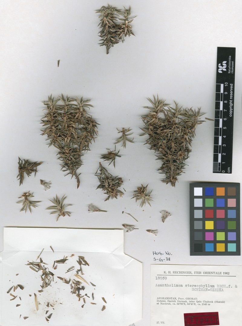 Acantholimon stereophyllum photo 4