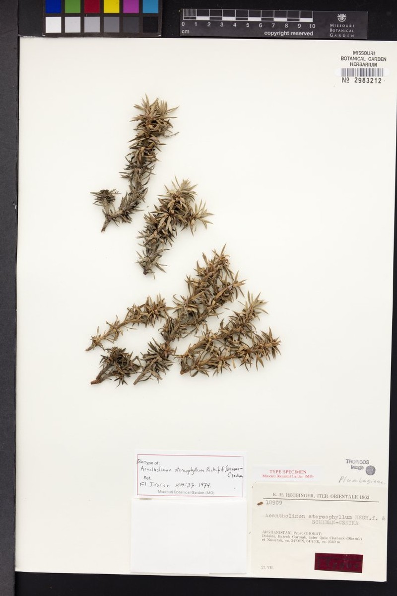 Acantholimon stereophyllum photo 6