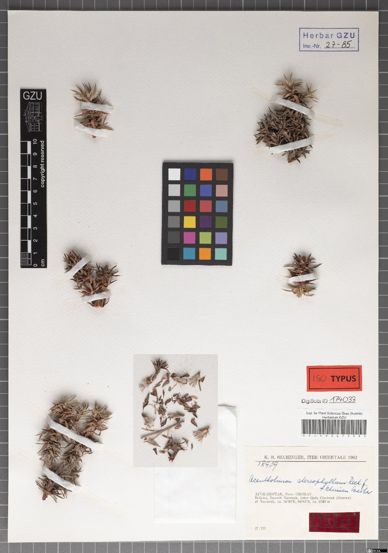Acantholimon stereophyllum photo 7