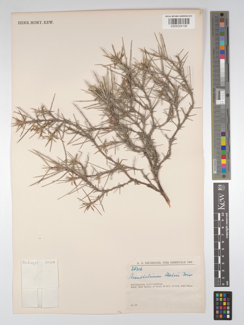 Acantholimon stocksii photo 2