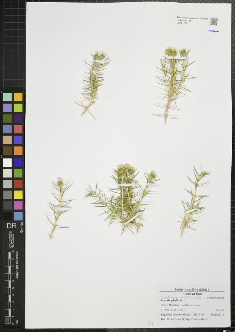Acantholimon stocksii photo 3