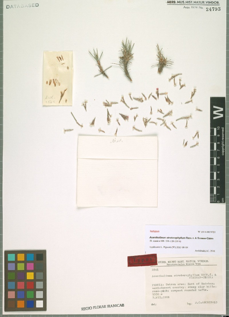 Acantholimon stroterophyllum