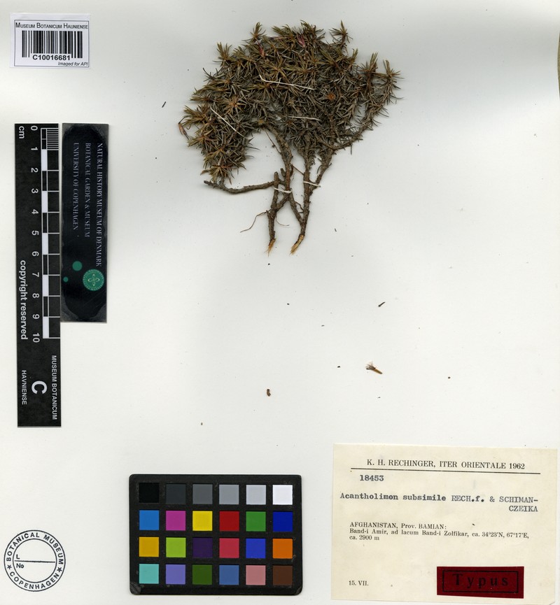 Acantholimon subsimile