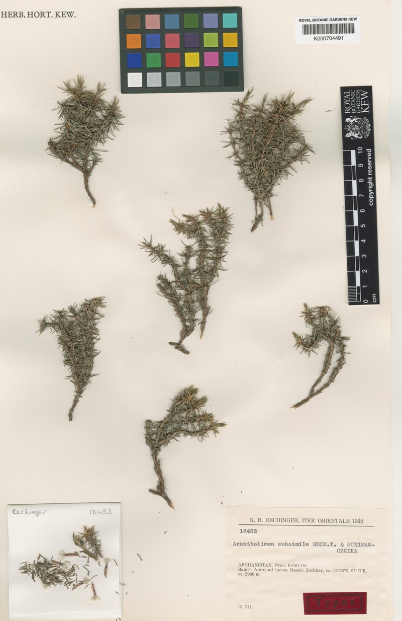 Acantholimon subsimile photo 2