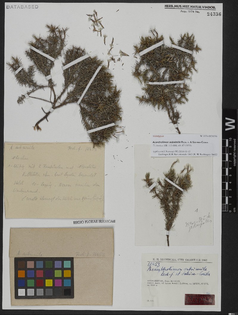 Acantholimon subsimile photo 4