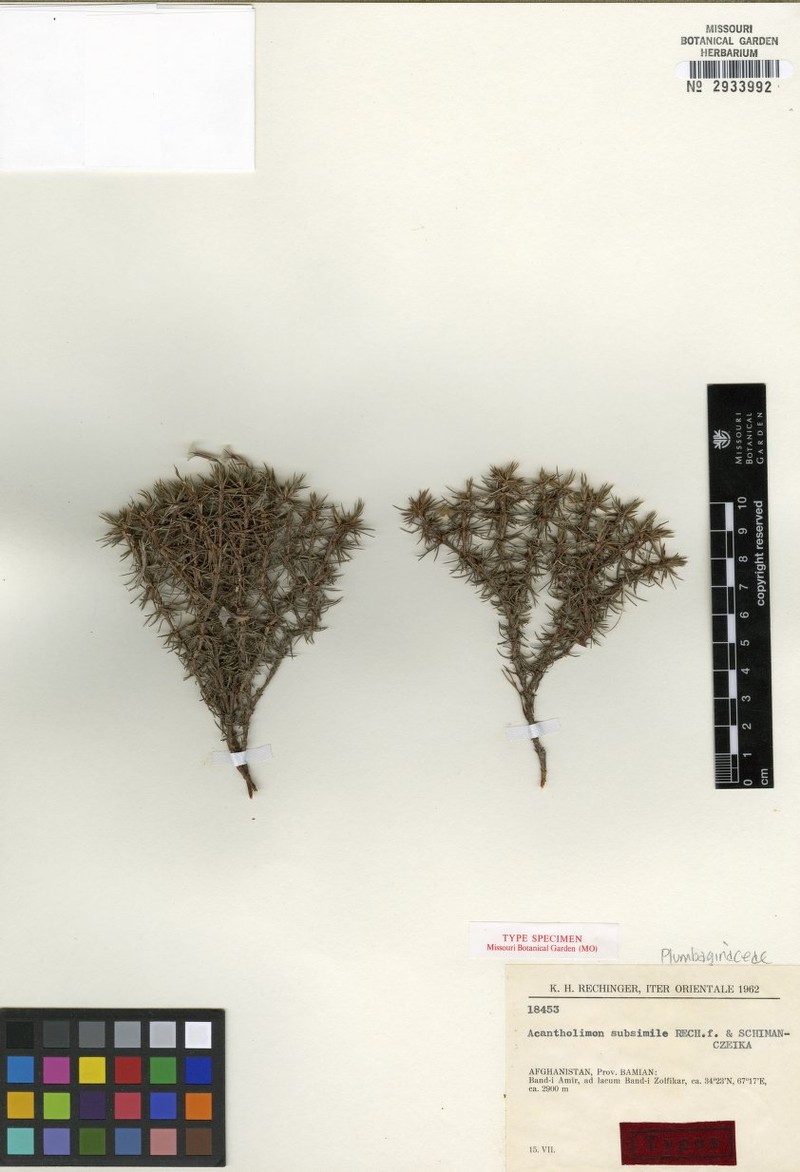 Acantholimon subsimile photo 5