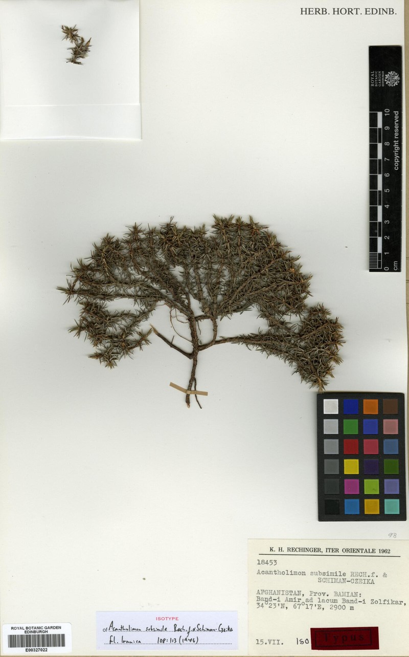 Acantholimon subsimile photo 6