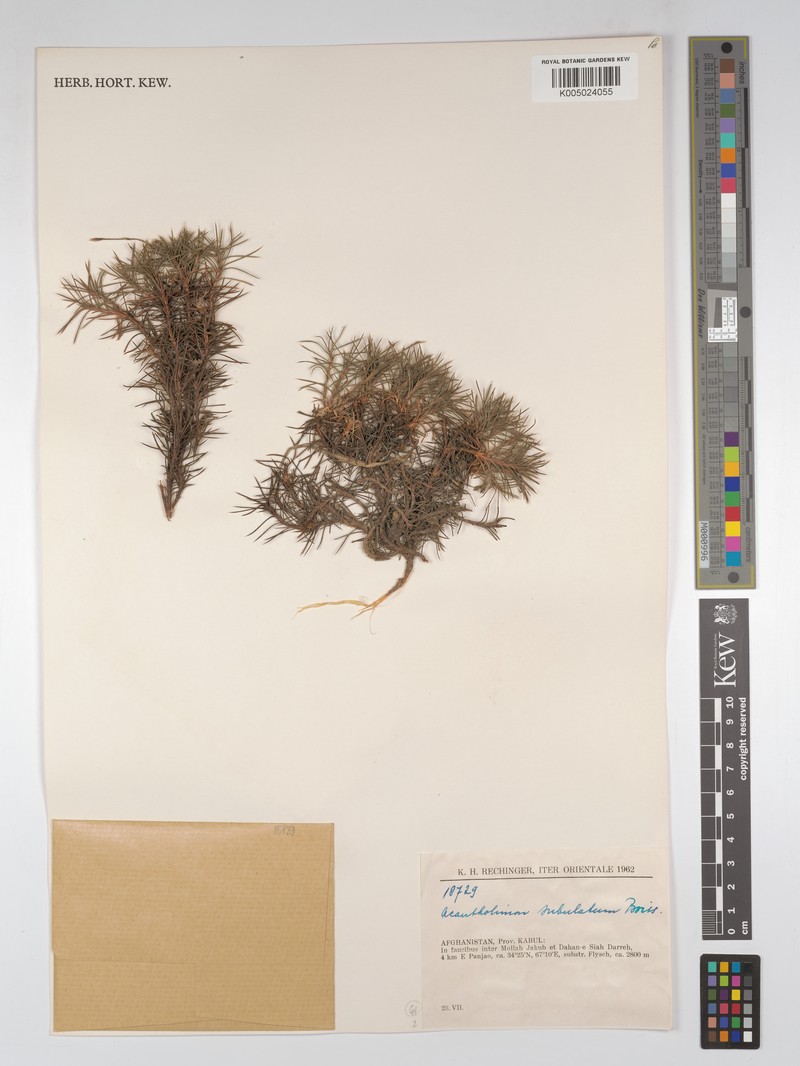 Acantholimon subulatum