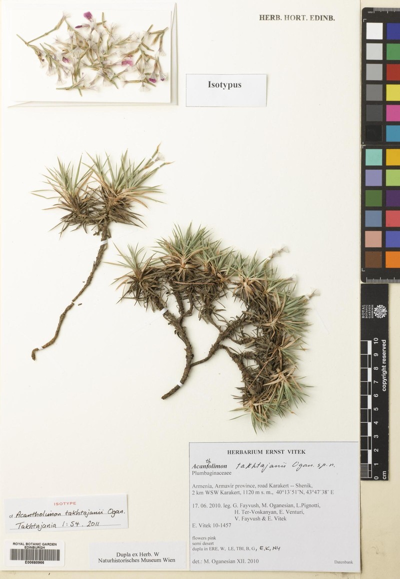 Acantholimon takhtajanii