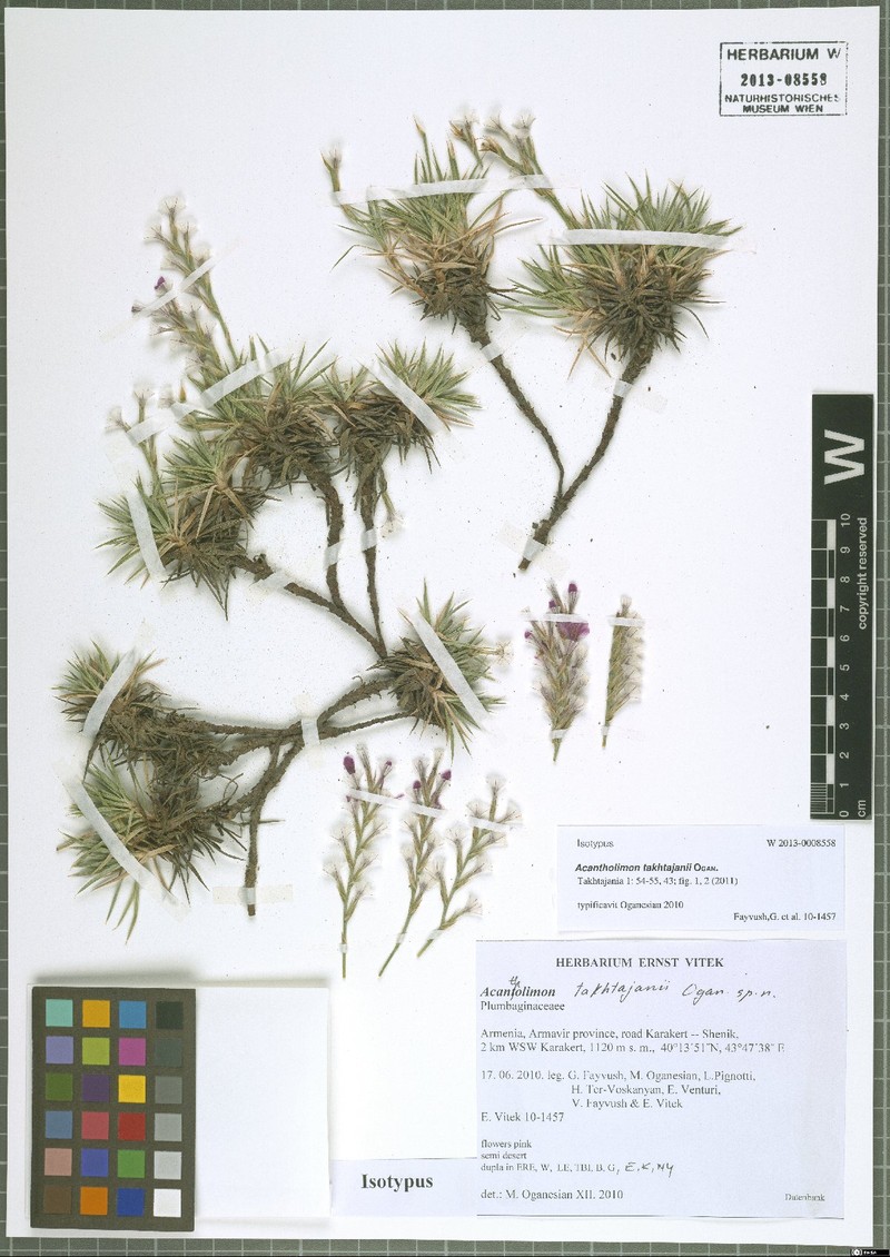 Acantholimon takhtajanii photo 2