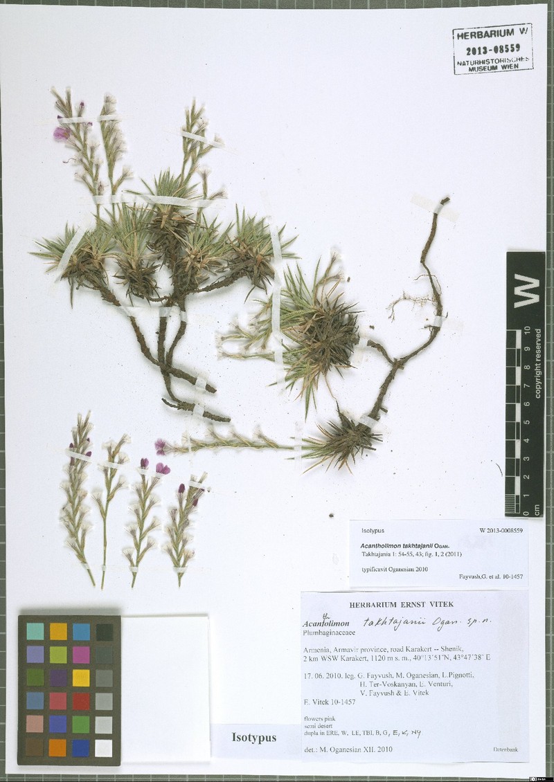 Acantholimon takhtajanii photo 3