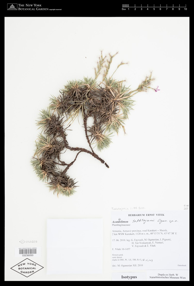 Acantholimon takhtajanii photo 5