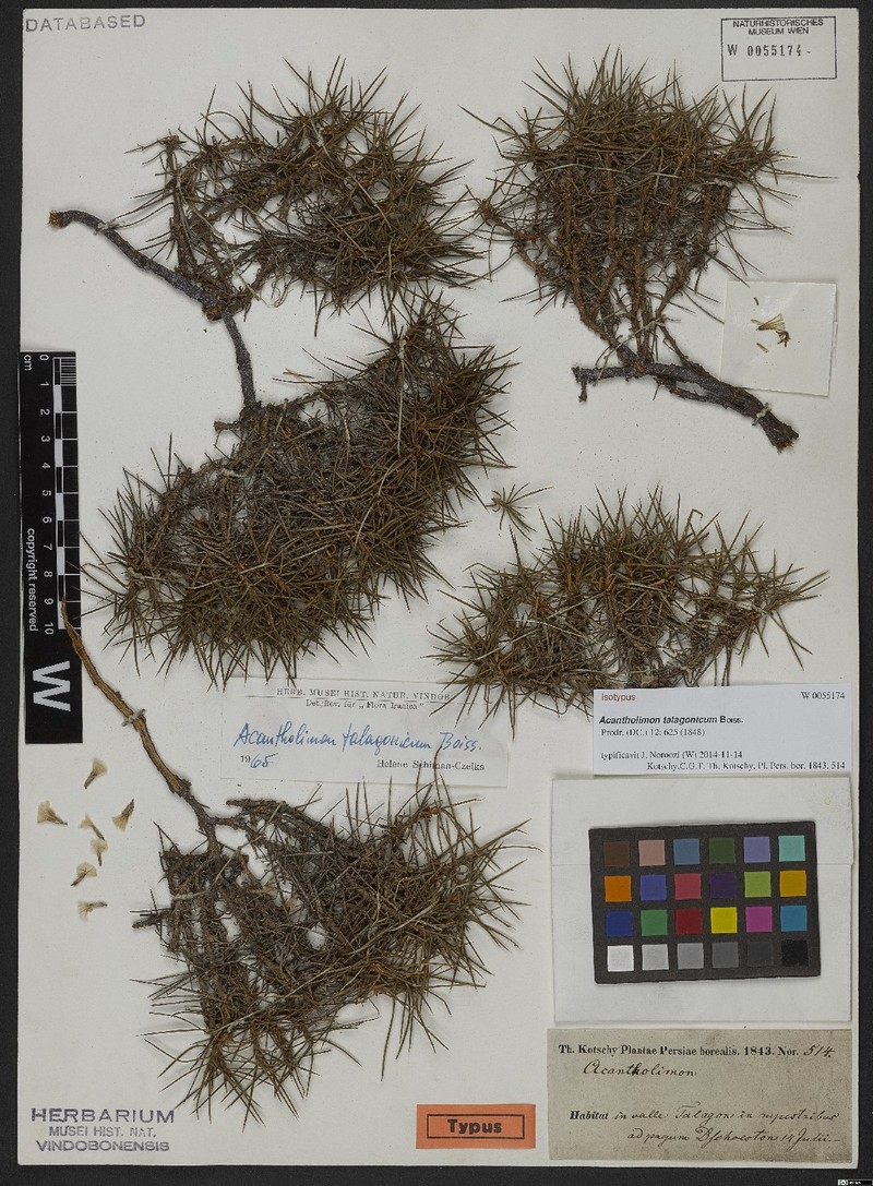 Acantholimon talagonicum