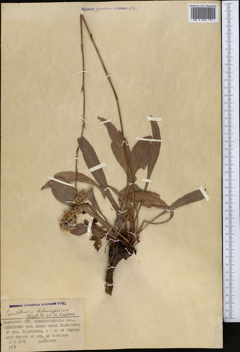 Acantholimon tarbagataicum